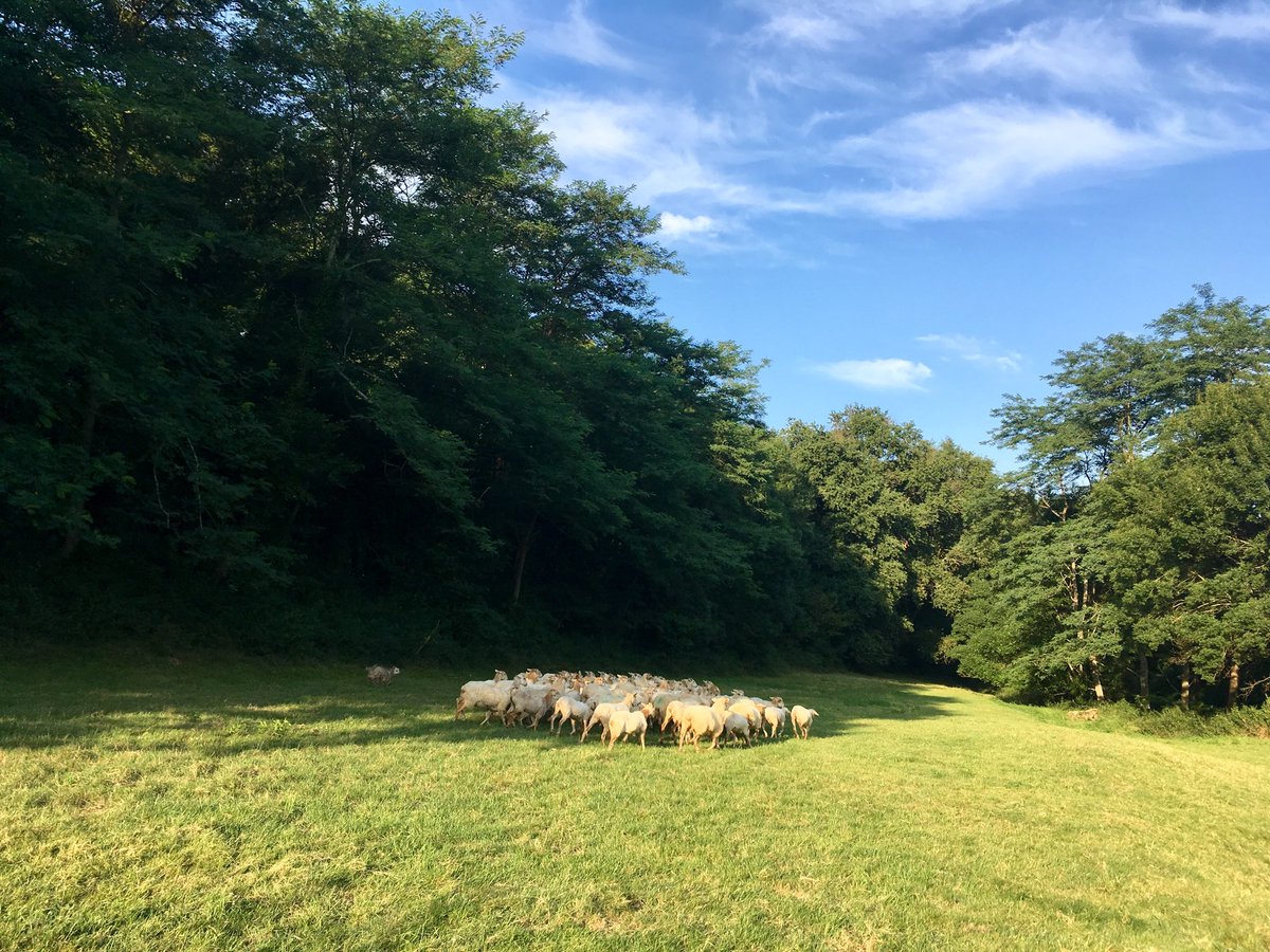 elamiscarre's tweet photo. #PaysBasque en rangs serrés #manech https://t.co/ER1iMM4ryw