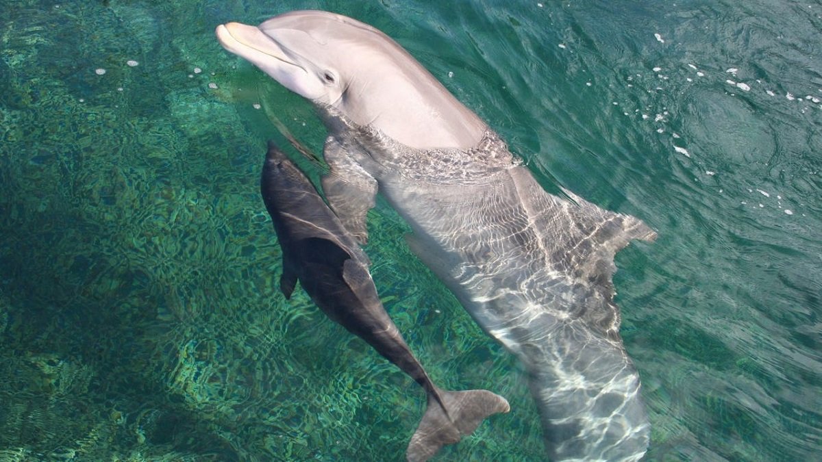 oceansreach's tweet photo. More amazing dolphin facts for you! Dolphin Day #3!
https://t.co/X2NJYbAg4K
#Sanibel #OceansReach https://t.co/iu12OsREzk