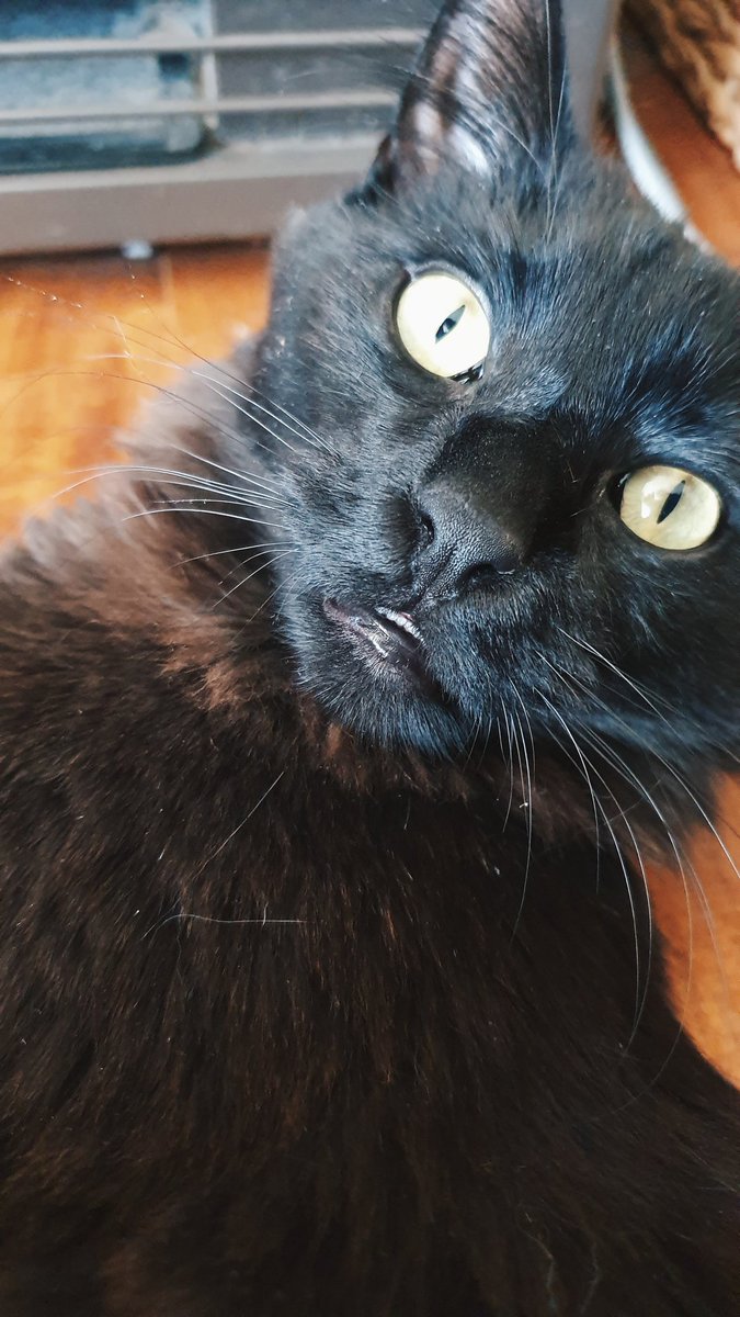 ohnomelody's tweet photo. have some belated good cat content. also, in recent news: cats are weird.
#tchaicatsky #bertimus https://t.co/g577rU5m9U