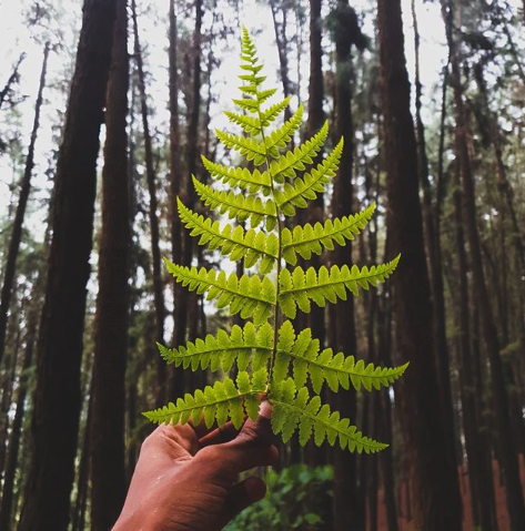 🌱🌳🍃 If you're in need of some beautiful forest pictures in your everyday life, follow us on Instagram! We promise it will brighten up your timeline 🌱🌳🍃 instagram.com/fsc_internatio…