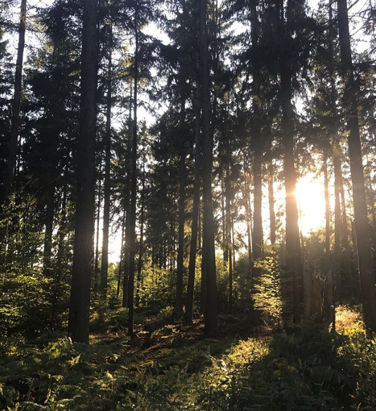 FSC_IC's tweet photo. 🌱🌳🍃 If you're in need of some beautiful forest pictures in your everyday life, follow us on Instagram! We promise it will brighten up your timeline 🌱🌳🍃 https://t.co/nS5uYu0gPt https://t.co/tgnhKmntbu