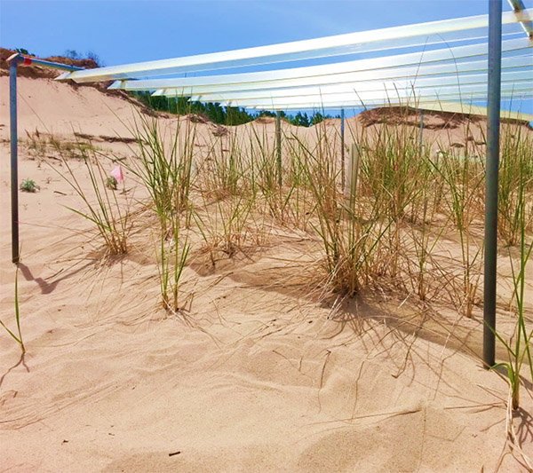 Botanical Society of America tweet media