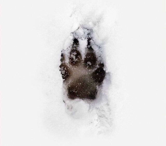 Sirius Black tweet media