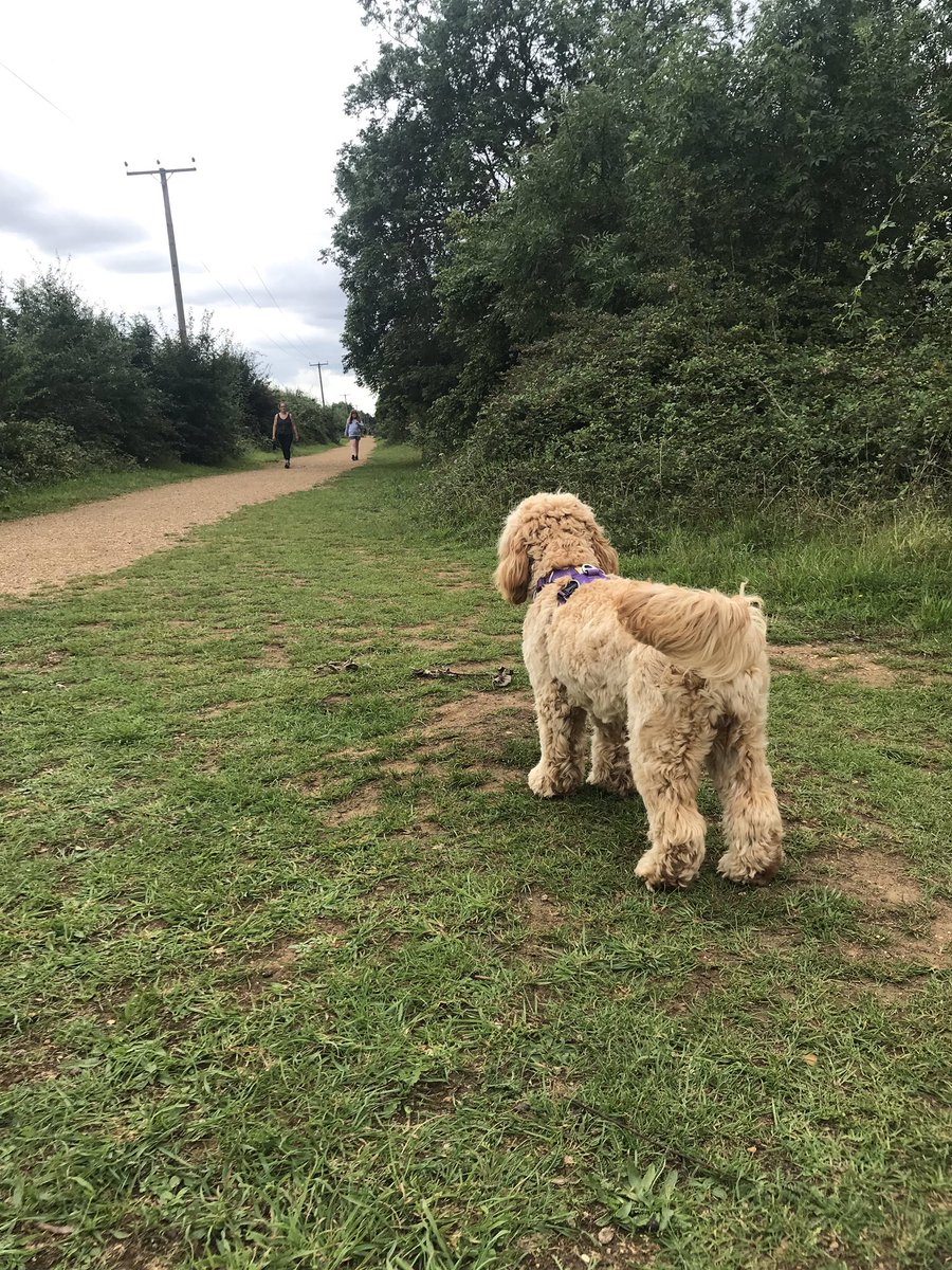 CockapooMaeve's tweet image. Come on...keep up!