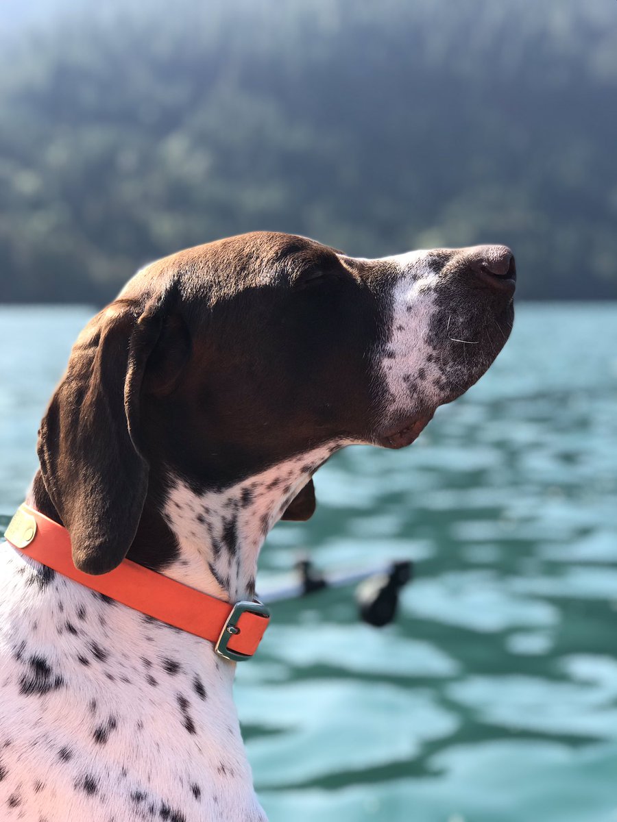 BirdSlayer3's tweet photo. #Birdslayer #GSP #Birddog #fishing #hunting #outdoorlife https://t.co/Tw9FROgn9o