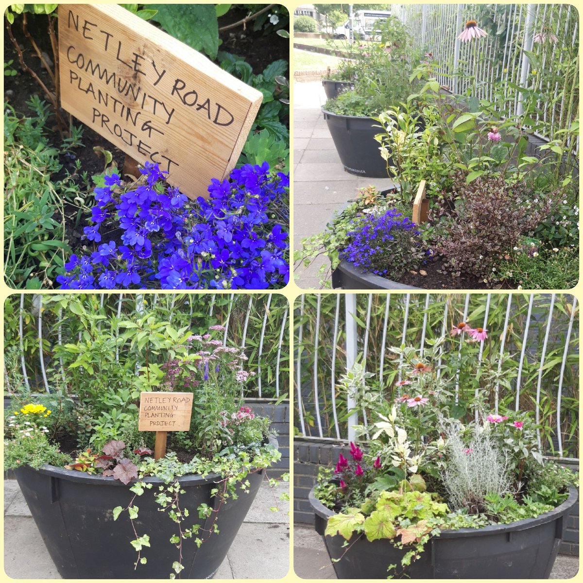 Loving the enormous pots of plants on Netley Road.. well done if you were part of making them happen. They look great! 🌼🏵🌼

#community #communityplanting #Brentford #flowers #plants #cleanerair