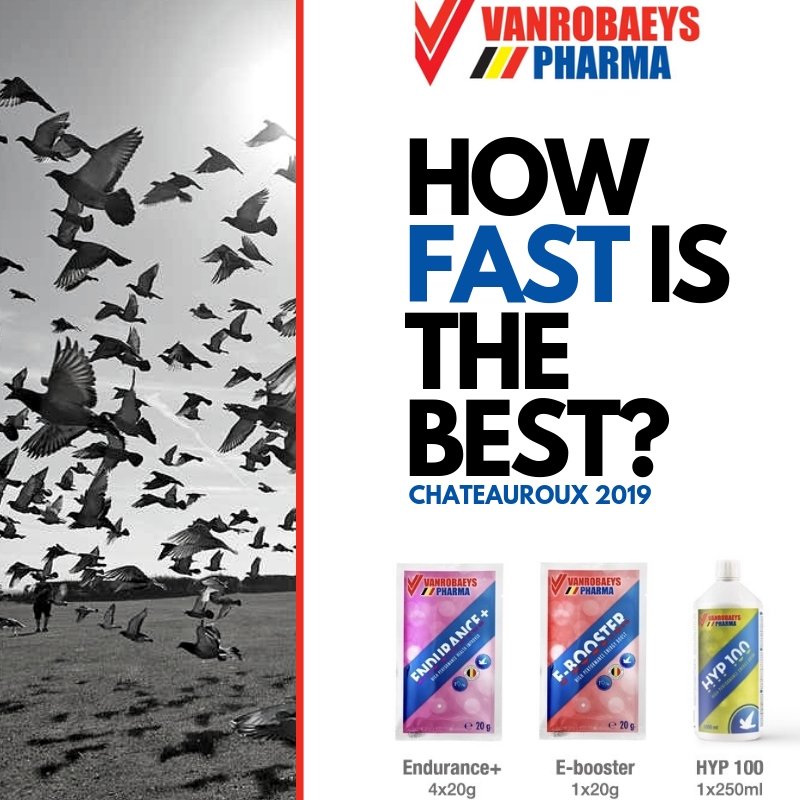 PIPA_be's tweet photo. Can you guess how fast the first national (Belgium) young bird will fly from #chateauroux  to his loft at home? Join our Facebook competition &amp; win a package by @VerseleLaga! https://t.co/5oc6b2Tvkt #howfastisthebest https://t.co/bMGLycOexK