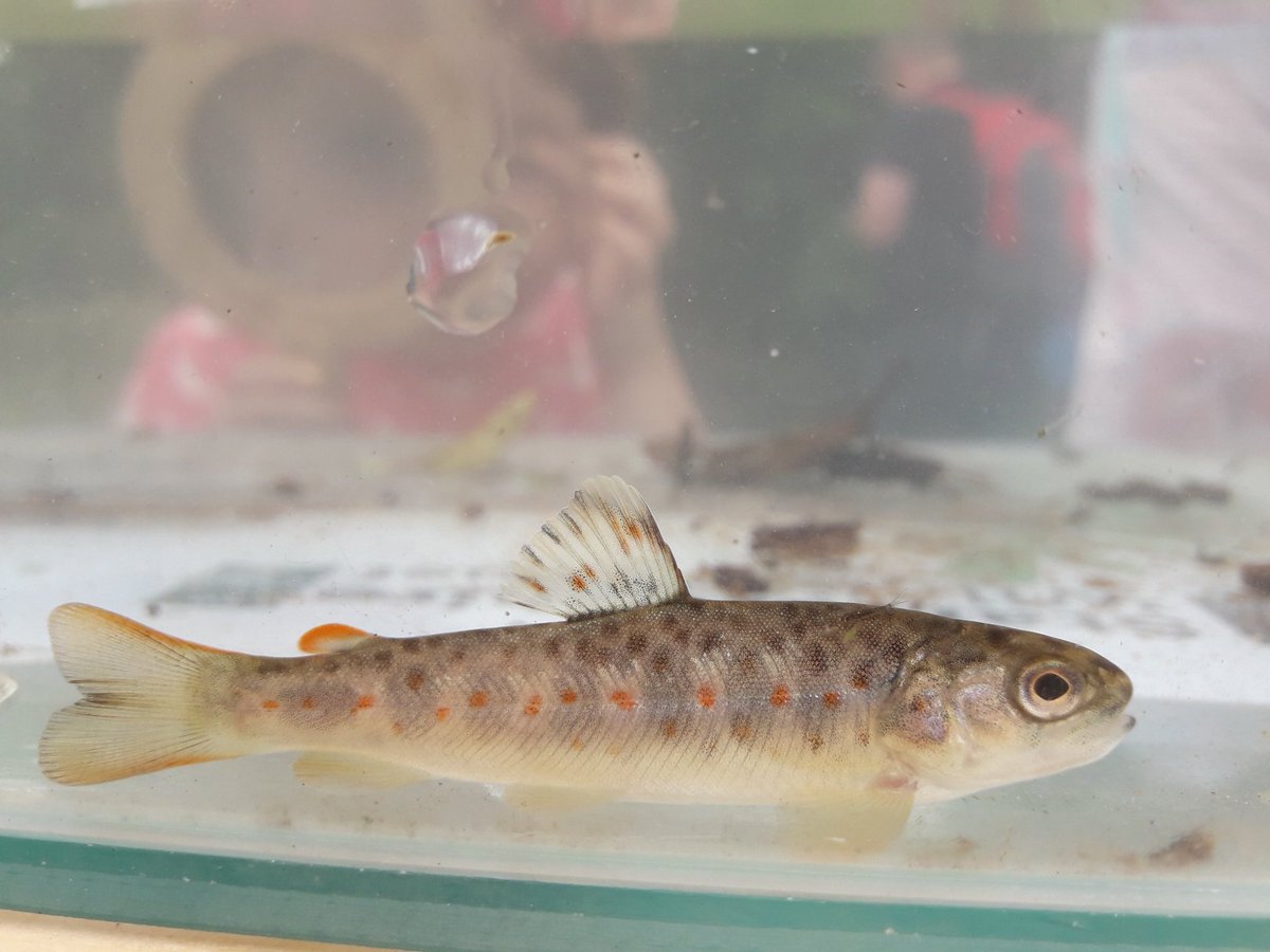 NickMott7's tweet photo. #SWTWildchild
Beneath the surface
@StaffsWildlife @StaffsEcology https://t.co/VIwjYj4zKs