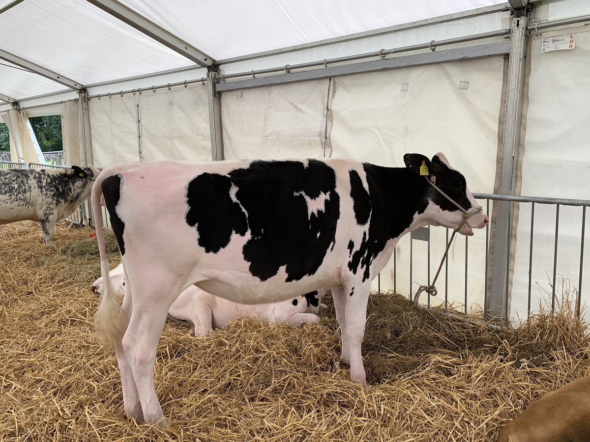 colnago08's tweet photo. Great day out @CartmelShow with @Mrs_Dav_I_Son @sophiexdavison https://t.co/1OOcA9JkSe