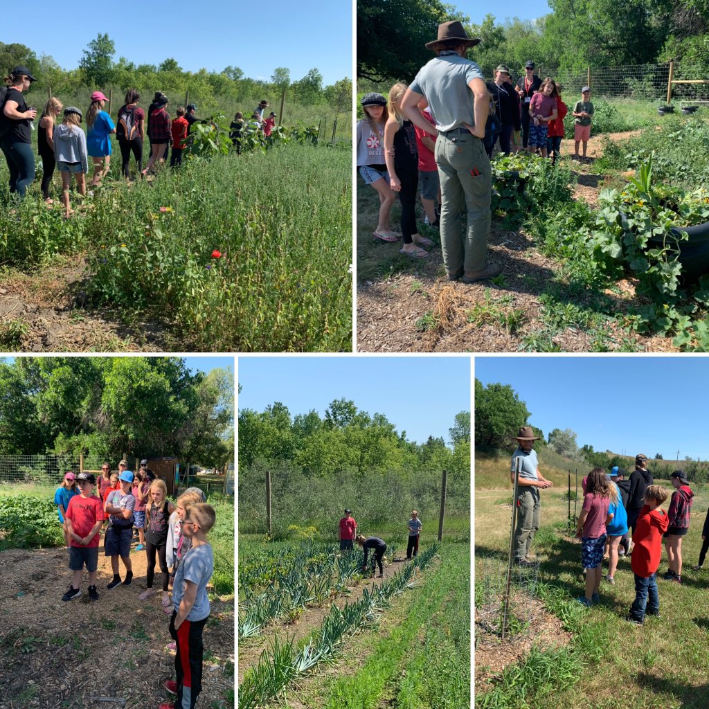 FarmMosaic's tweet photo. Kids from the YMCA Day Camp came out for a visit and tour of the @mosaicincanada Community Food Farm https://t.co/Ww61YTvJxk