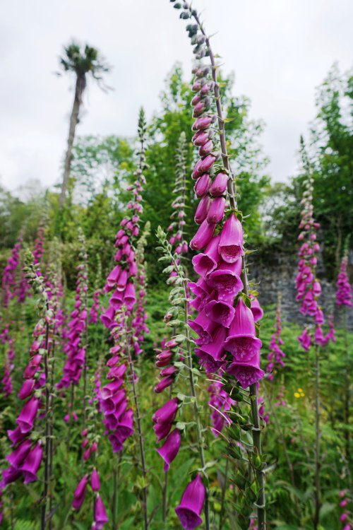 One of my favourite flowers here in #Ireland is the Foxglove or Lus Mór because of it's association with fairies in #folklore. It was believed that a child wasting away or suffering from the 'fairy stroke' could be cured by this fairy plant. #FolkloreThursday #plantlore