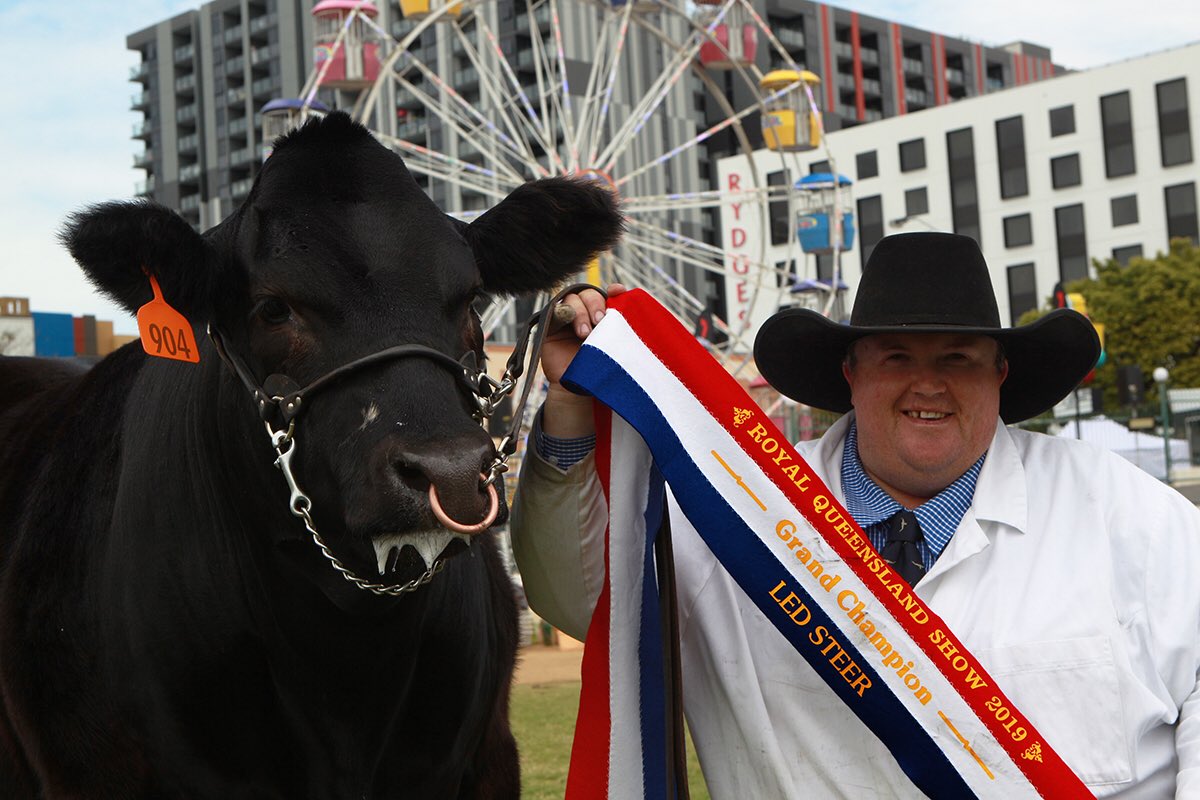 rodneyruralpics's tweet photo. Shout out to Travis Luscombe taking out Champion Led Steer first day @TheEkka #limousin #ledsteer #ekka https://t.co/pHgNy865Fa