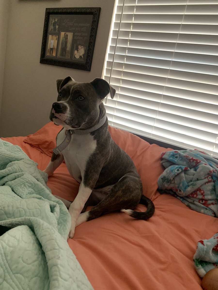 Officer_Torres3's tweet photo. Penelope @ 7 months 💕 https://t.co/M5fBL6oe6z