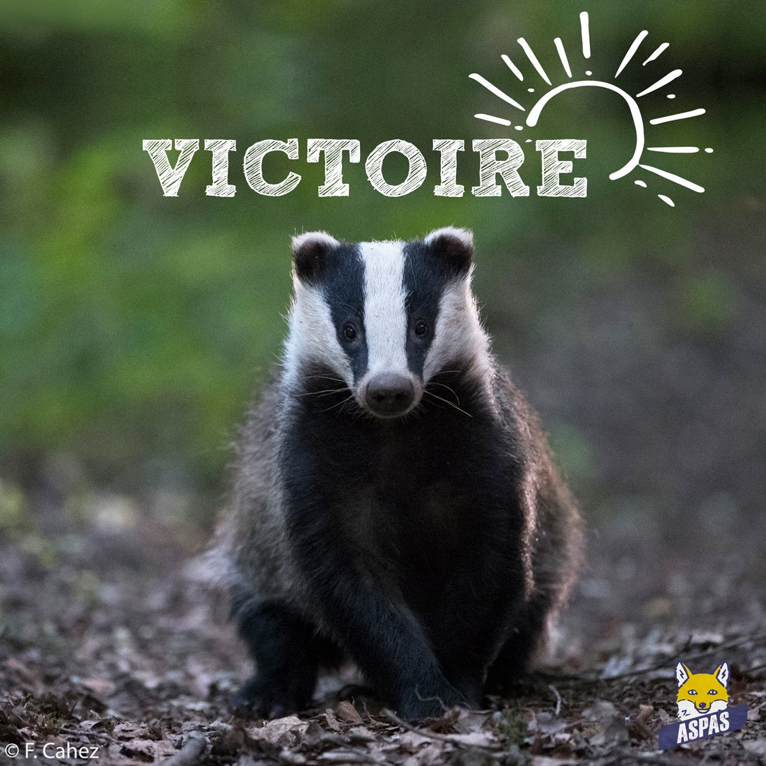 ASPASnature's tweet photo. #STOPdéterrage du #blaireau : @Prefet41 cède à la pression des associations @solognenature, Perche Nature et @ASPASnature ! L'arrêté adopté le 8/07 autorisant la période complémentaire dans le @Departement41 vient d'être abrogé :-) Tous les détails ici 👉 https://t.co/wFxpEqUxKX https://t.co/HDCEN9ax8b