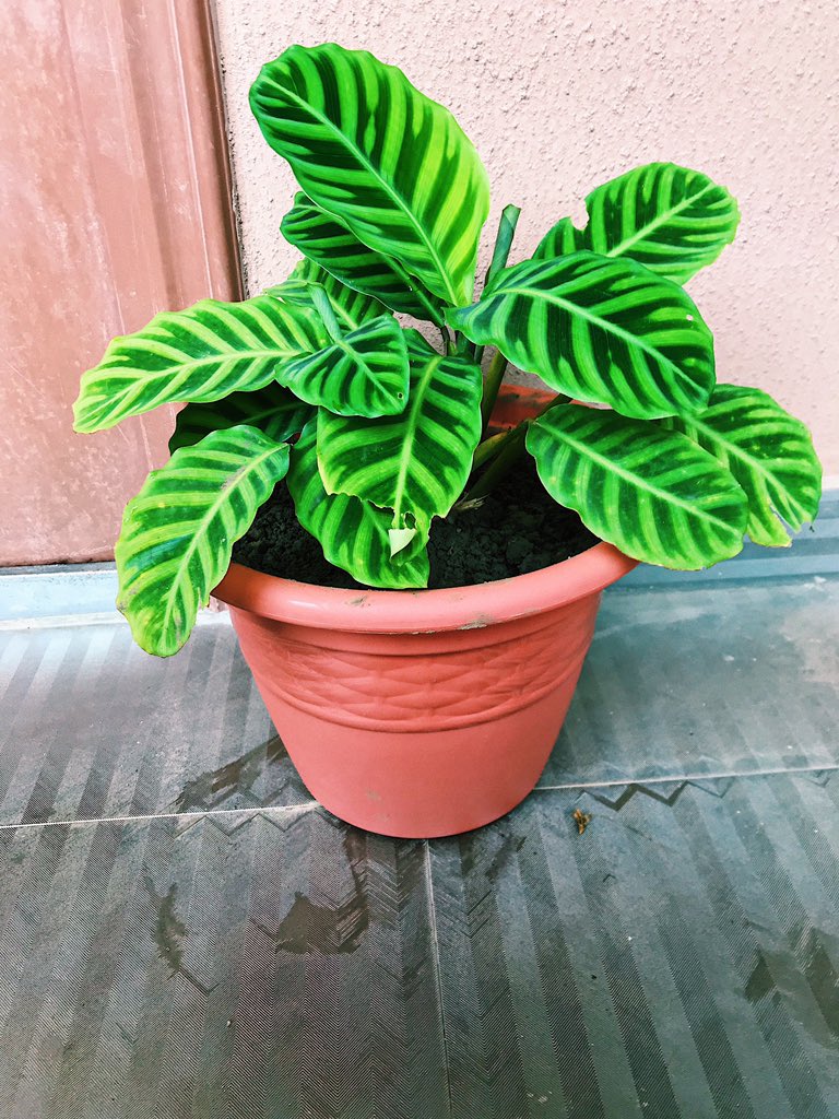Newest addition. Calathea Zebrina. It has such a beautiful green color.