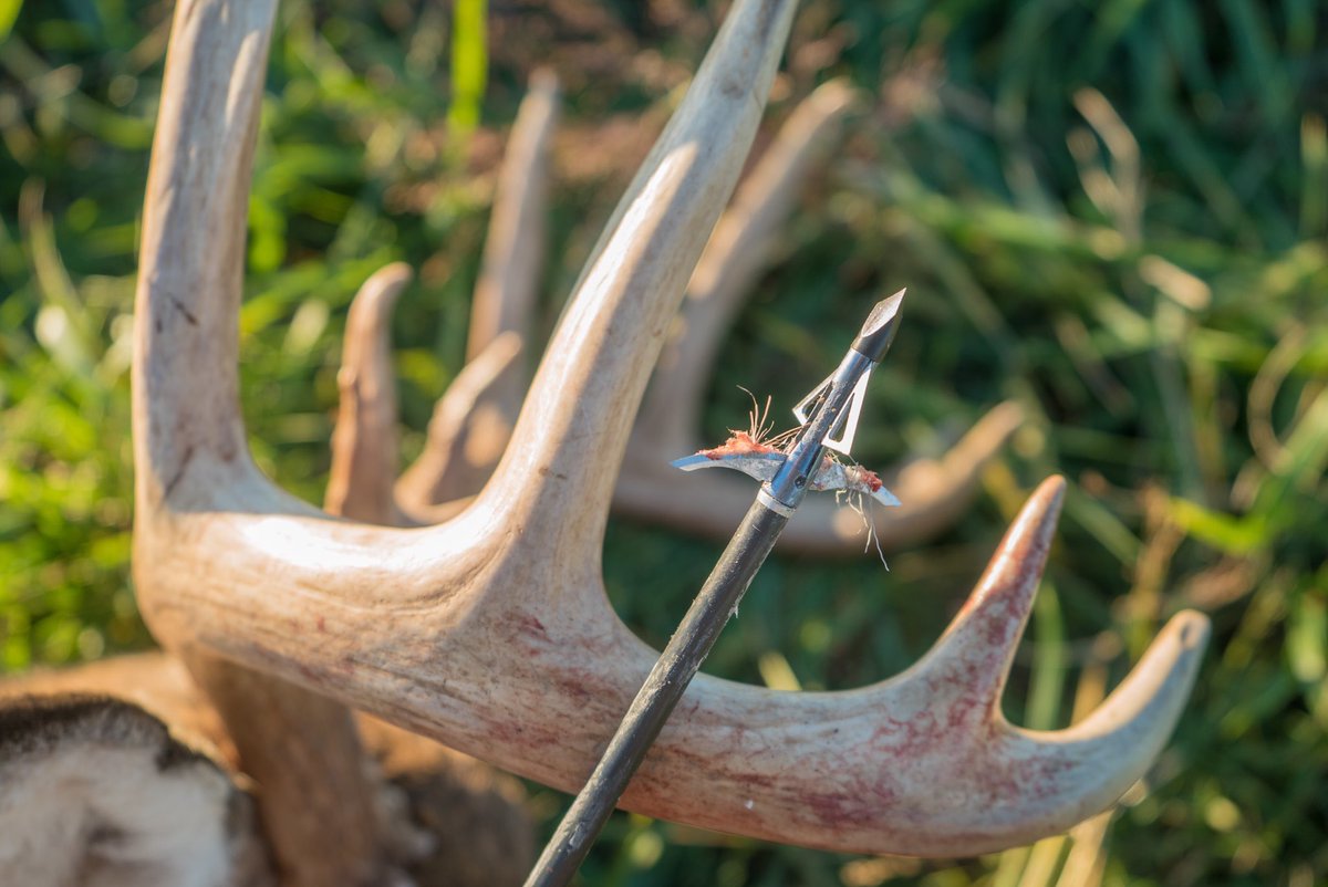 Who else is ready to put their @bloodsportgear broadheads to use? #MajorLeagueBowhunter #NeverStopLearning #BloodsportArchery