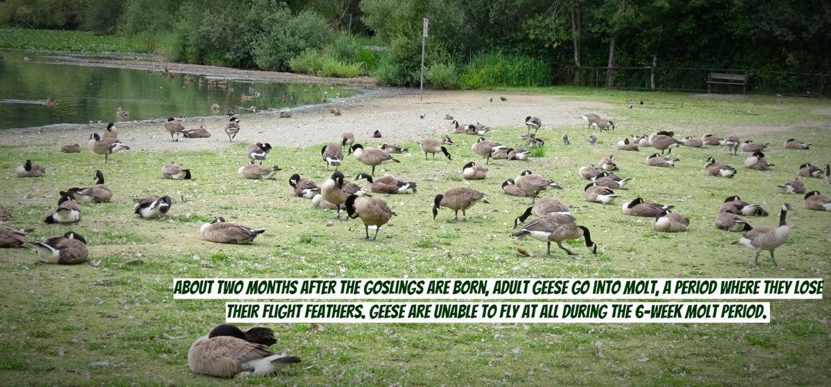 Flight_Control_'s tweet photo. Geese are coming out of Molt.... and have begun their pond hopping and foraging routine for the winter. Interrupt the cycle and treat your property with Flight Control Plus! Keep the geese away for the winter!
#geese #geeseproblems #goose #gooseproblems #getridofgeese https://t.co/494iruNRXH