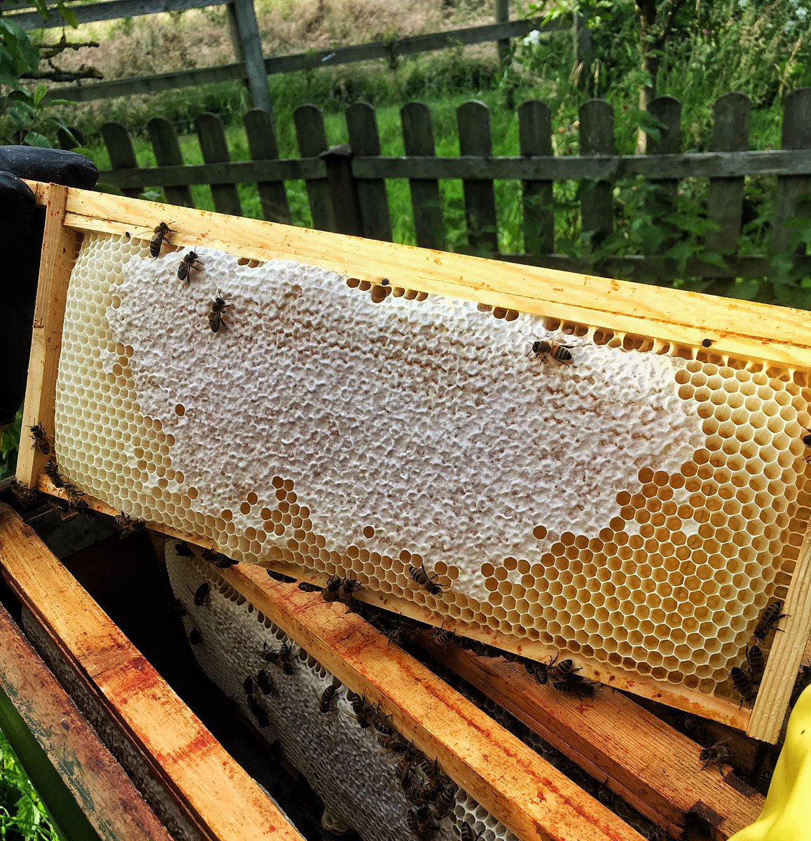 Time to harvest some #honey! Chief beekeeper Graham (Abbie's father) has carefully taken frames from the hives, removed the wax cap on each cell &amp; then spun to extract delicious fresh, raw honey. This is used in the Dry &amp; Herb gin to bring a subtle sweetness &amp; silky texture.