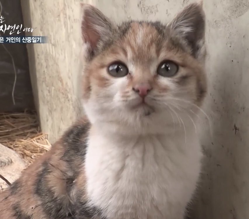 myungja_oppa's tweet photo. 냥빨당한 자연인 고양이..졸라귀여워... https://t.co/qrD6jQQkbQ