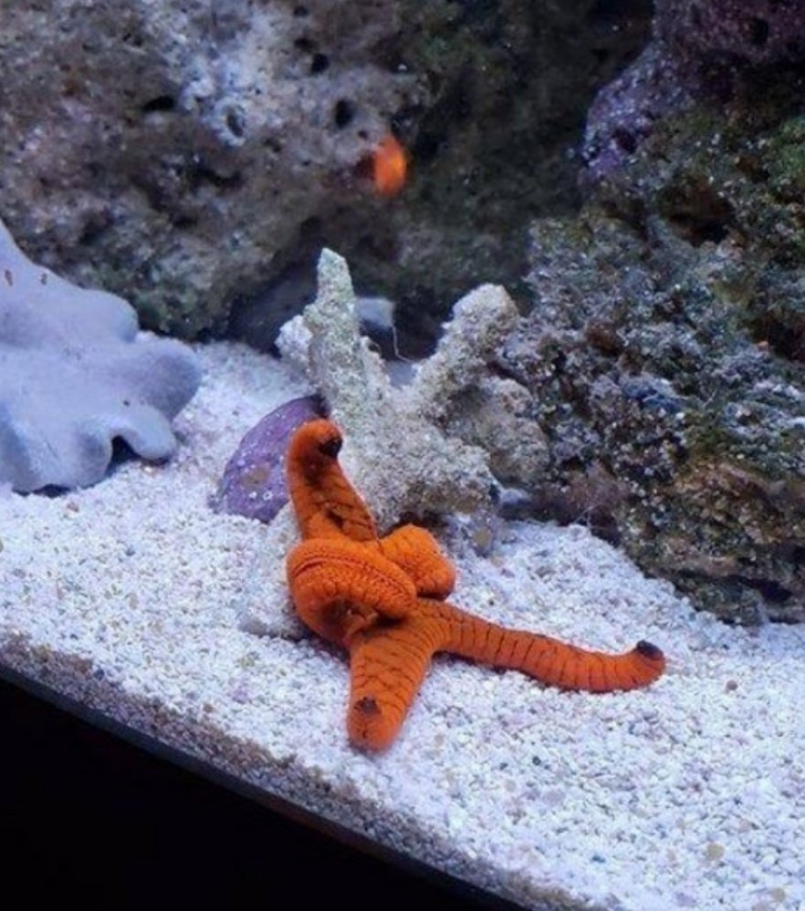 Serthand's tweet photo. Cuando eres una estrella de mar, te enfadas y no respiras. https://t.co/nqNSEnhc79