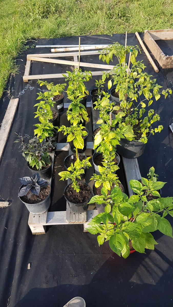 chilligrowing's tweet photo. Few pics from the other day ๐ฑ๐ธ๐ถ๏ธ๐ฅ
#gyo #growyourown #chilli #chili #chile #growing #grow #peppers #hotpeppers #lovegrowing #lovechilli #allotment #pollytunnel https://t.co/NdPiars9Vl