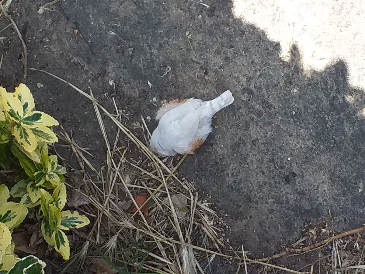 KentstepP's tweet image. Ok any birdies on here, found this little fellow, red beak, West Sussex, UK, earlier and if I have identified correctly it is an American Chesnut Flanked White finch, quite happy pecking away at the stuff on the ground and not particularly afraid of humans