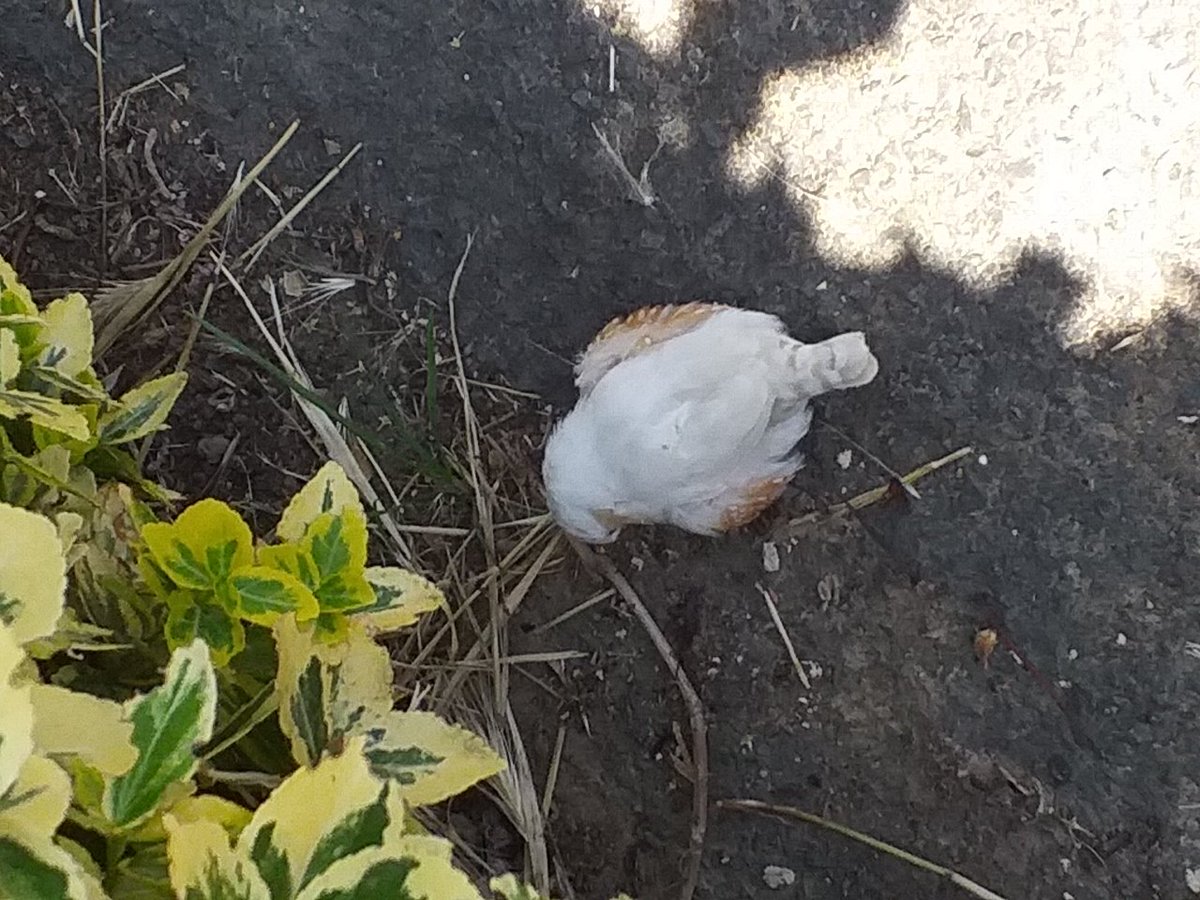 KentstepP's tweet image. Ok any birdies on here, found this little fellow, red beak, West Sussex, UK, earlier and if I have identified correctly it is an American Chesnut Flanked White finch, quite happy pecking away at the stuff on the ground and not particularly afraid of humans