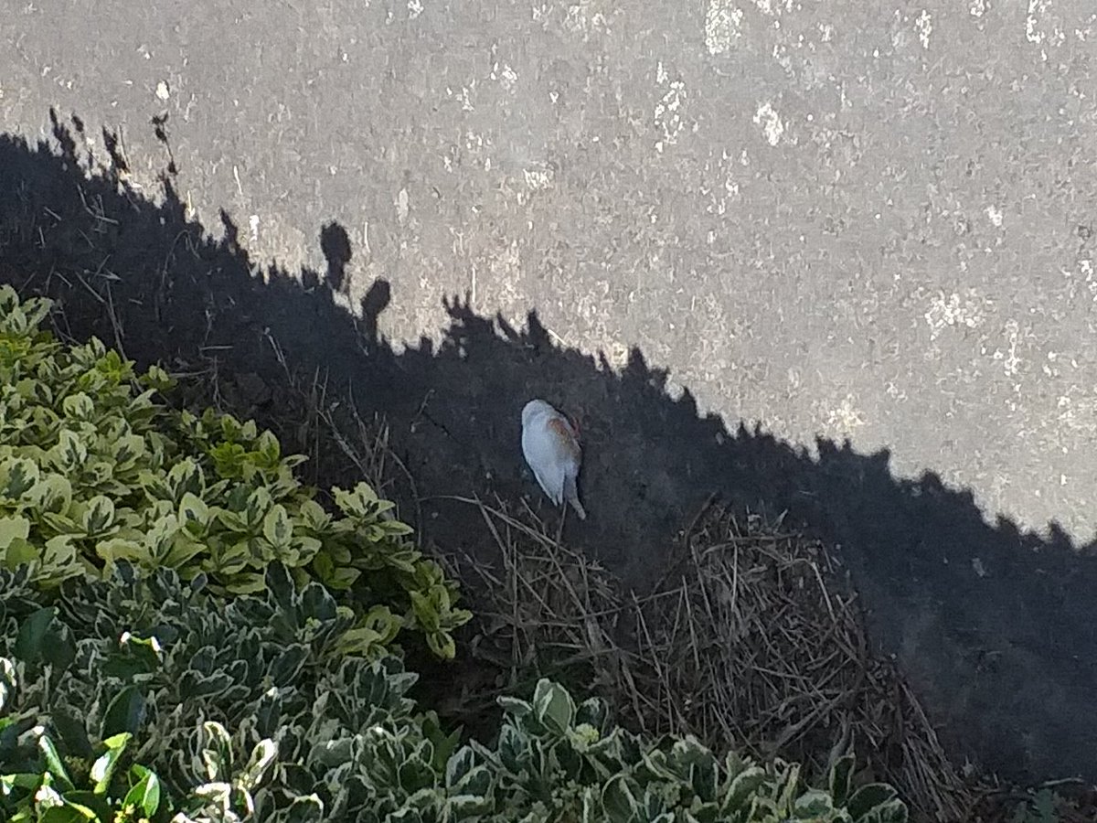 KentstepP's tweet image. Ok any birdies on here, found this little fellow, red beak, West Sussex, UK, earlier and if I have identified correctly it is an American Chesnut Flanked White finch, quite happy pecking away at the stuff on the ground and not particularly afraid of humans