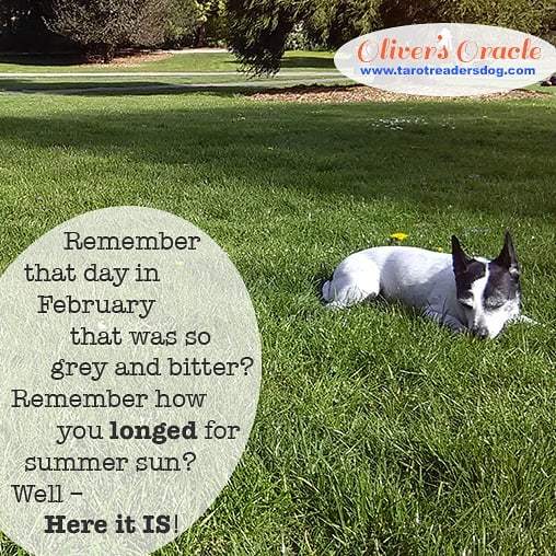 TarotReadersDog's tweet photo. Summer Wednesday
#Wednesday #wednesday #dogsofinstagram #summer #summerdays #summertime #doglove https://t.co/7RsLA7z6ls https://t.co/m0jvigxKYe