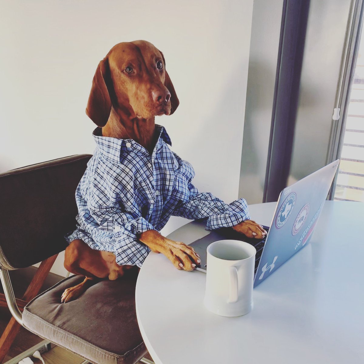 TheDogBureau's tweet photo. Tell me this didn’t just make your day 😂 Bruce is a good coworker! #vizsla #dogsoftwitter #dog #dogs #puppylove #humpday https://t.co/aawQ8MosUV
