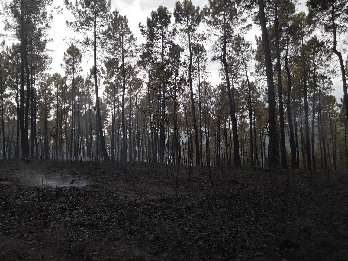 SDISPompiers07's tweet image. Le FDF d&apos;hier à #Lablachere a mobilisé de nombreux sapeurs-#pompiers, moyens départementaux et nationaux. Merci à tous ceux qui ont contribué à la lutte. SP ardéchois, #forsap @Ardeche_07 #ONF07 @Gendarmerie_007 mairie de Lablachère, DDT @prefet07 @sdis26 @pompiersdugard @sdis84