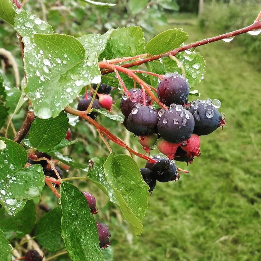 HooBarBar's tweet photo. Have you heard of a Juneberry? This environmentally-friendly soft fruit is grown in #Pershore by a local farmer who produces this award-winning gin liqueur. Try it on the 8th, 9th and 10th August at @worcsbeerfest at Worcester Racecourse!
#gin #worcester #festival #ginfestival https://t.co/MSBc0DqMnY