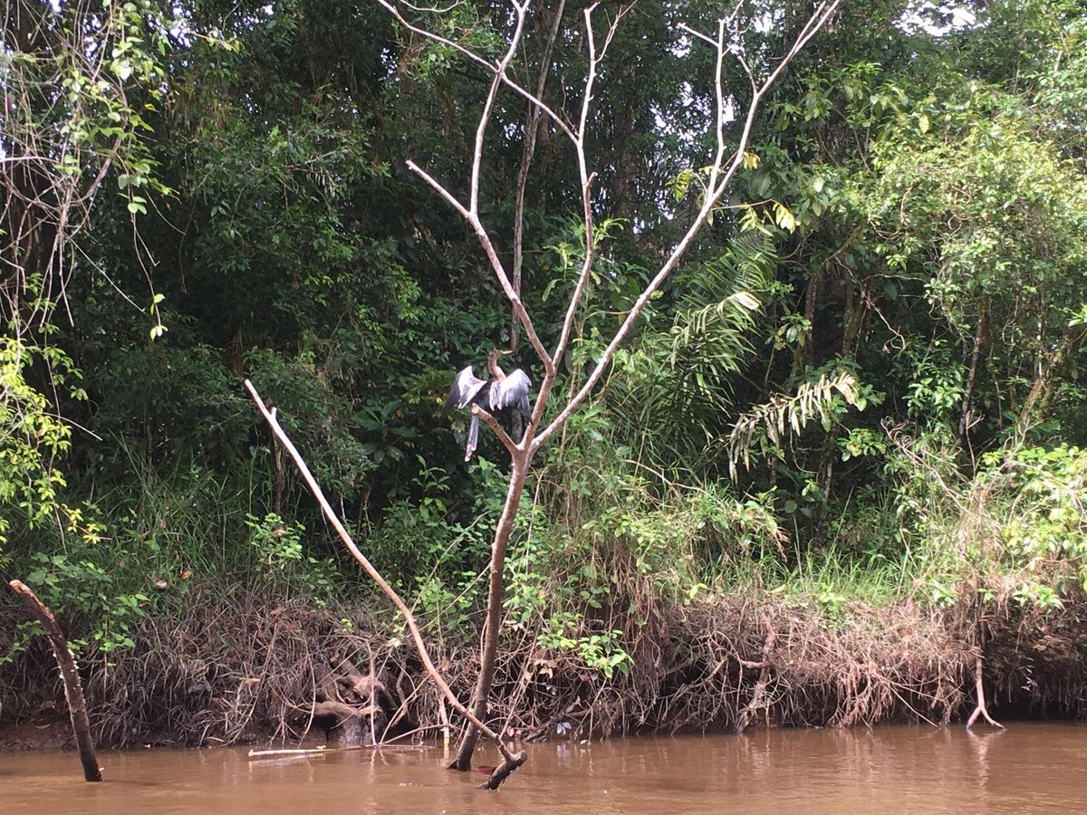 Camp_CostaRica's tweet photo. #TeamIlanIlan saw some wildlife during their boat tour at #CampCañoNegro🐊 #DoSomethingAmazing #CampsEffect @CampsInt https://t.co/fZxeeERmI8