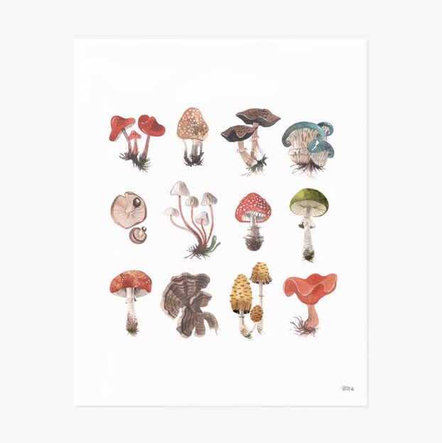 MrMushroomMan's tweet photo. We thought some #mushroom art appreciation was in order his Wednesday... #mushroomart https://t.co/qYqCDM4Icq https://t.co/MiXtZlYiYZ