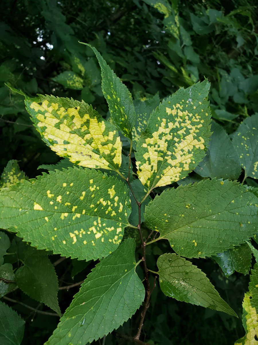 forestmycology's tweet image. Hackberry Island Chlorosis is showing up again. This was once thought to be caused by a virus but it is a physiological condition where huge amounts of a proteinase inhibitor accumulates in affected leaves from a response to some unknown cause. Next year leaves can be normal.