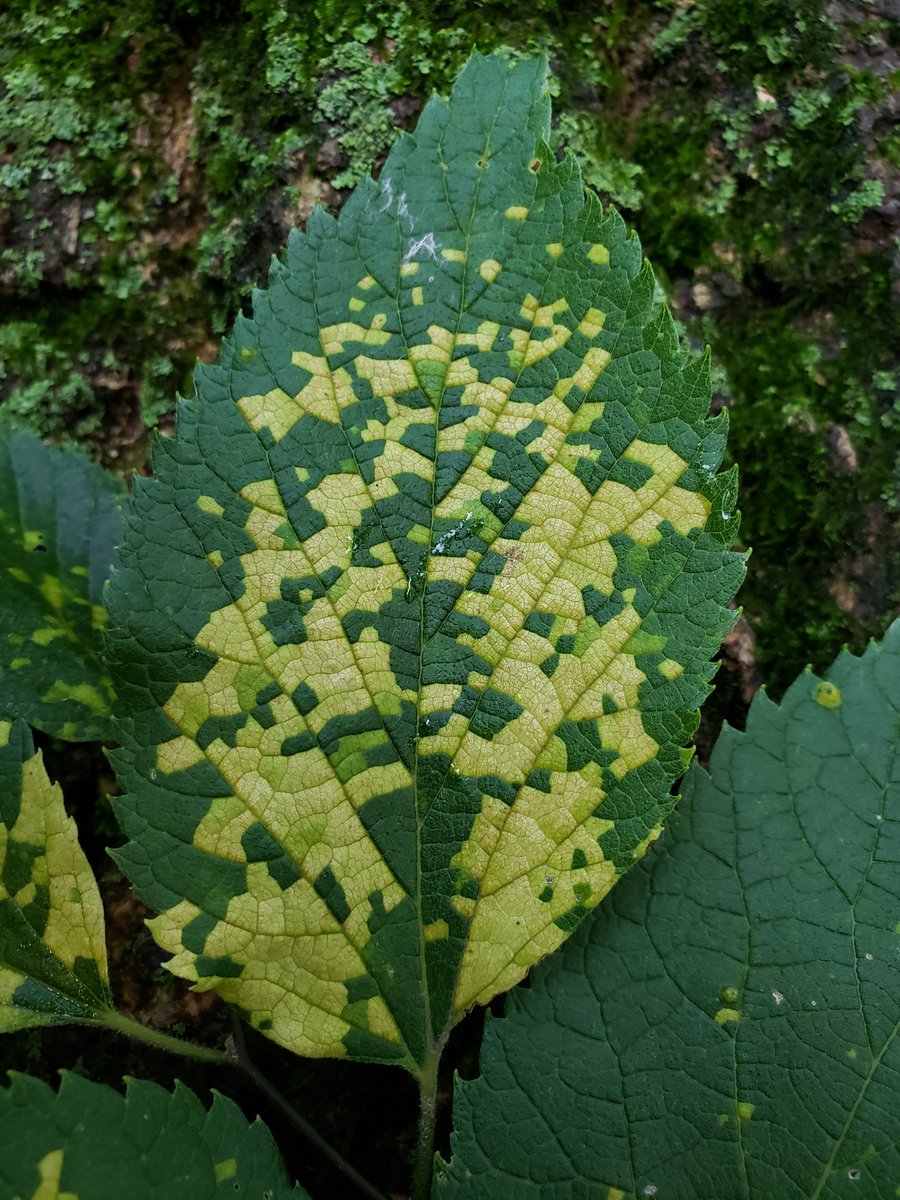 forestmycology's tweet image. Hackberry Island Chlorosis is showing up again. This was once thought to be caused by a virus but it is a physiological condition where huge amounts of a proteinase inhibitor accumulates in affected leaves from a response to some unknown cause. Next year leaves can be normal.