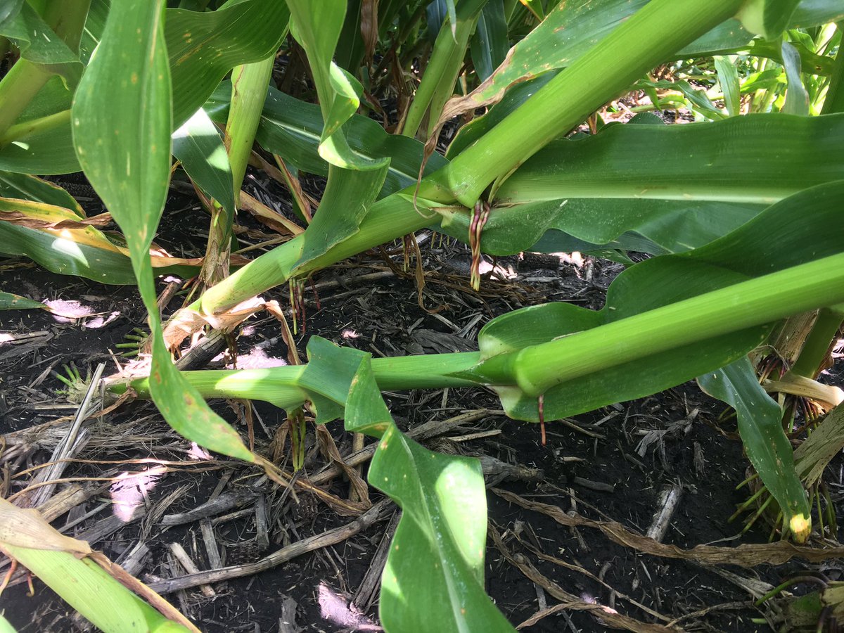 RMDepuydt's tweet photo. Lodging so severe  there are brace roots coming off bottom FOUR nodes, damage from 7/20 storm https://t.co/3OV8NQDnmi