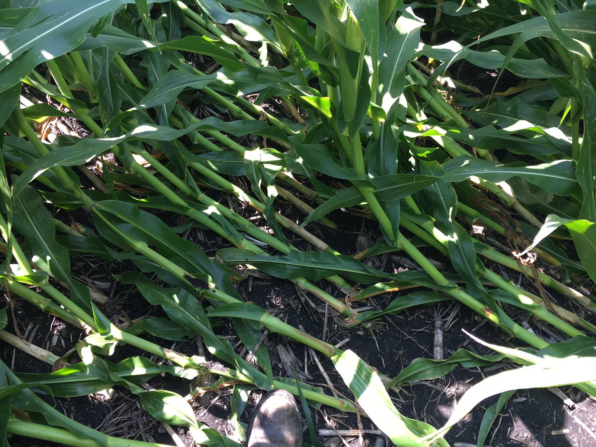 RMDepuydt's tweet photo. Lodging so severe  there are brace roots coming off bottom FOUR nodes, damage from 7/20 storm https://t.co/3OV8NQDnmi