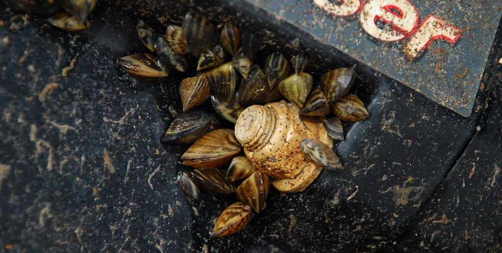 zebra mussels stuck to motor