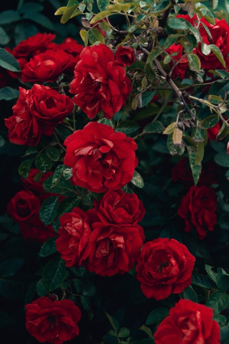 WThreadx's tweet image. Playlist 💕 (pt.2)