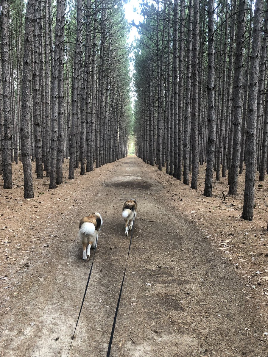 conelyj's tweet photo. Road trip to Minnesota with Raffy and Griff! They might be just a little excited to visit the fam.... I’m the one that’s getting walked! #collieoverload https://t.co/R46o8H8ODy