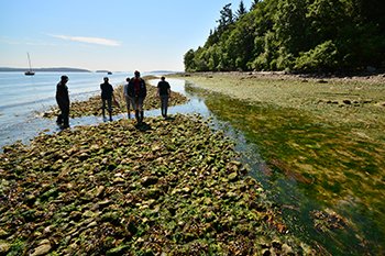 BCFerries's tweet photo. Curious about clam gardens? What are those, you ask? Learn all about them onboard from #CoastalNaturalists this summer who will share their knowledge of how clam gardens are once again becoming a fresh & sustainable food source.
@OceanWise @ParksCanada #SeaForward ^ap https://t.co/1fQ7RPDXyG