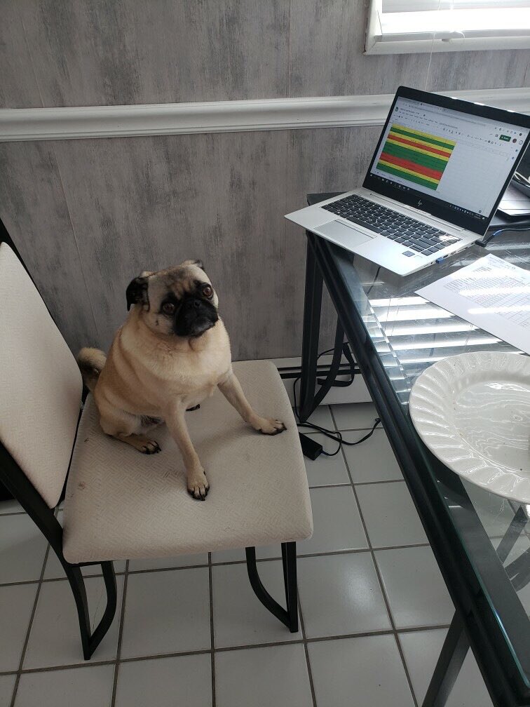 Is it yappy hour yet ? #puglife #pugsrule #pugs #yappyhour #workingfromhome