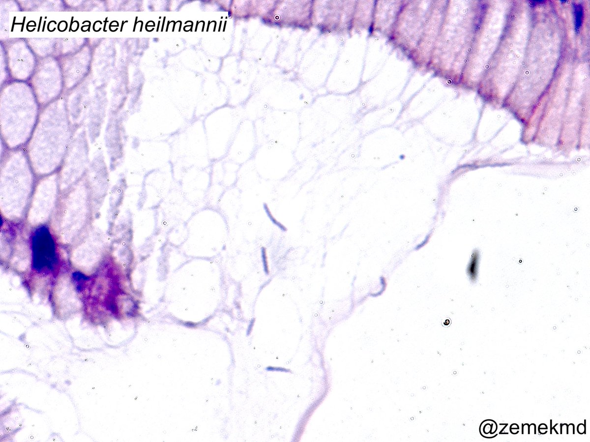 GI/Liver Path tweet media