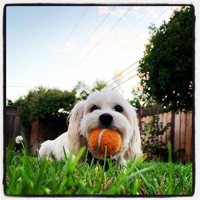 the_daily_jonas's tweet image. FTW = Blue sky day + tennis ball in mouth. #🎾 #fetchismyjam #backyardshenanigans #thedogist ift.tt/2KvKBVC