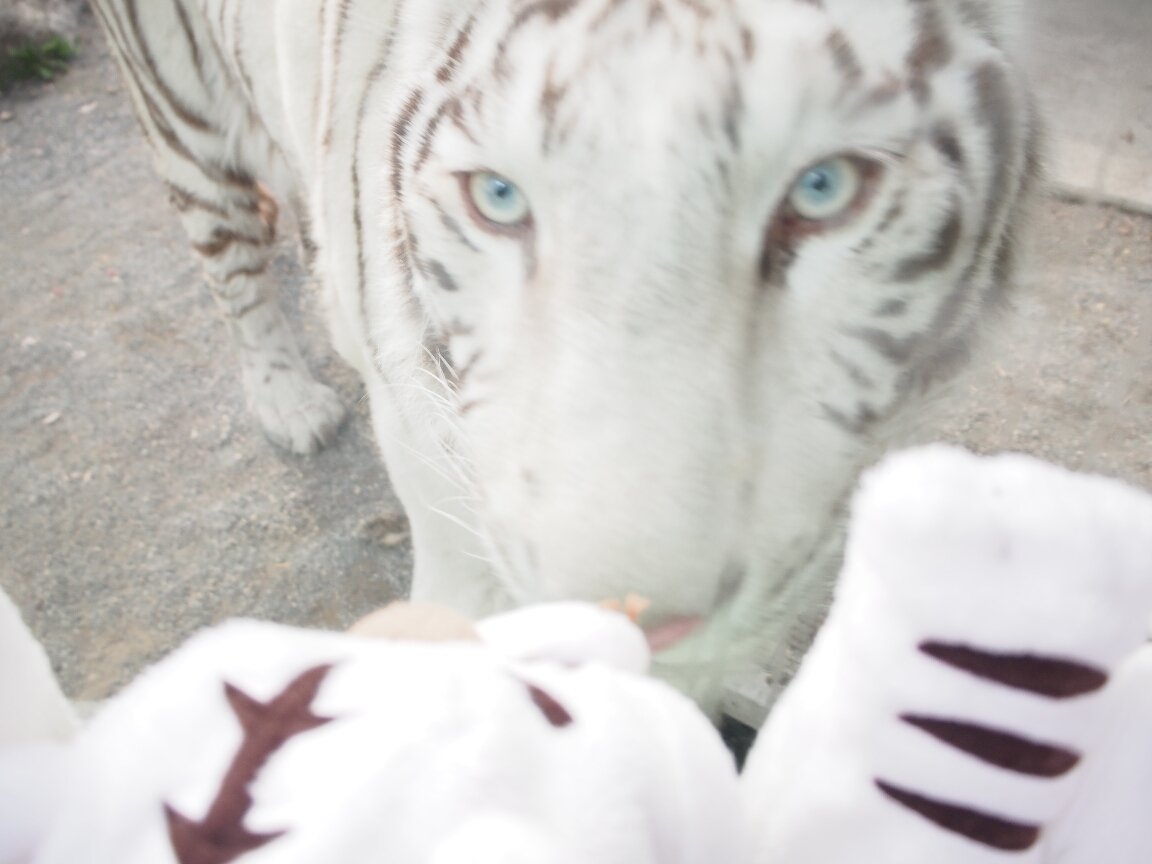 TobyHanasaki's tweet photo. ８月８日は世界猫の日だそうです。
何故かトラとかチーター等、大きい猫から良くにらまれるうちの娘です！
#世界猫の日 　#うちのこかわいい https://t.co/xdLy0TkZPx