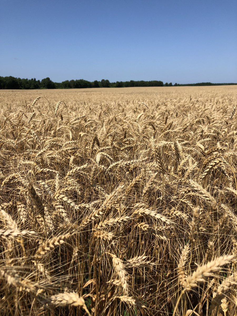 JoannaMWallace's tweet photo. If there’s one thing I want you to remember going into #wheat2020 it’s #MiravisAce and how CLEAN AND BRIGHT it is. Can pick it out in field trials clearly, even vs competitors. @syngentacanada https://t.co/n6BxSOy7YO