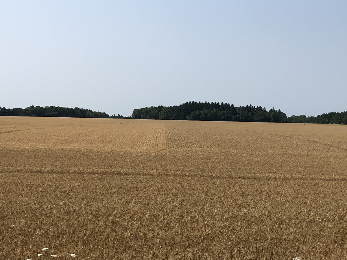JoannaMWallace's tweet photo. If there’s one thing I want you to remember going into #wheat2020 it’s #MiravisAce and how CLEAN AND BRIGHT it is. Can pick it out in field trials clearly, even vs competitors. @syngentacanada https://t.co/n6BxSOy7YO