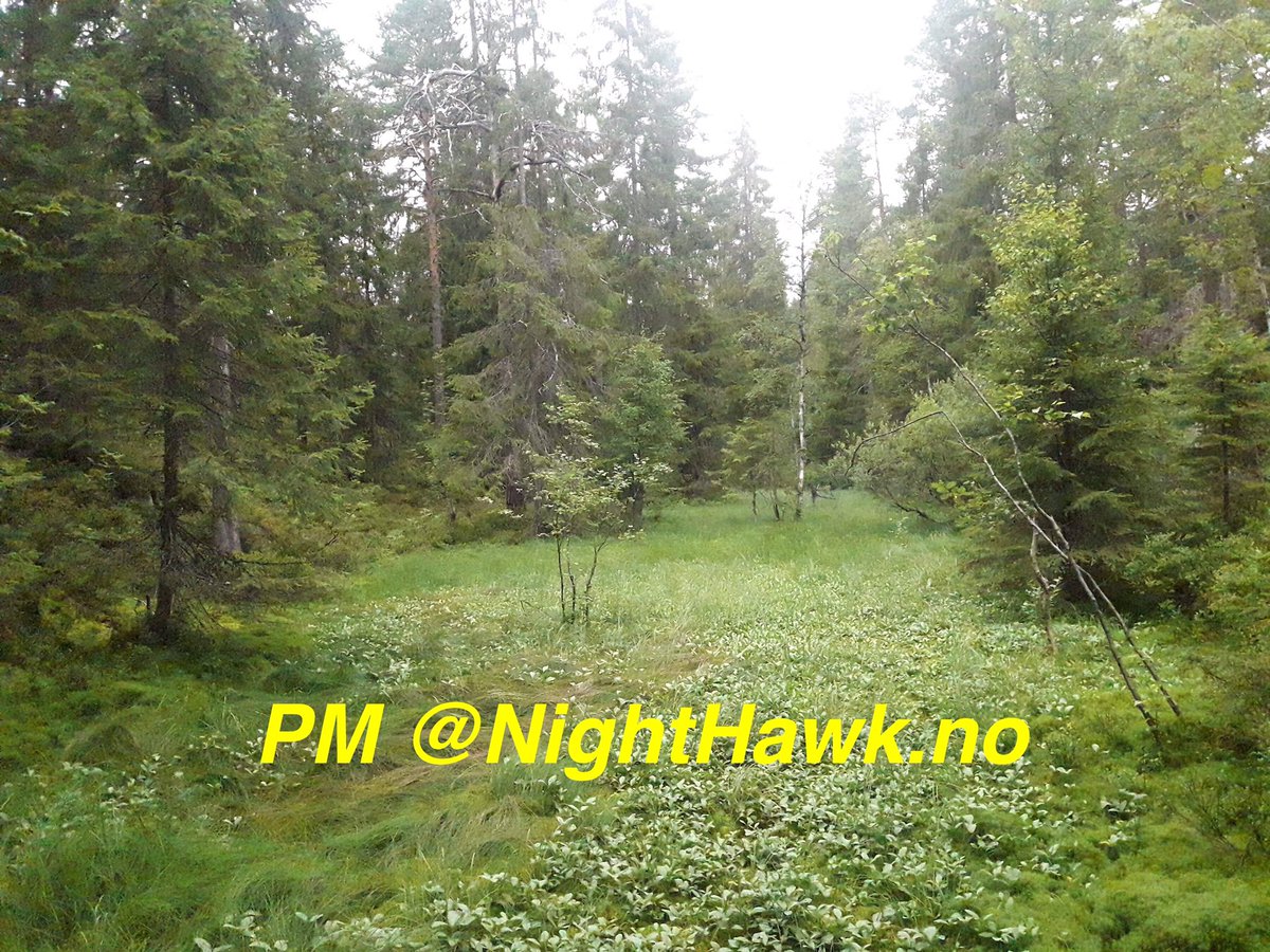 Night Hawk tweet media