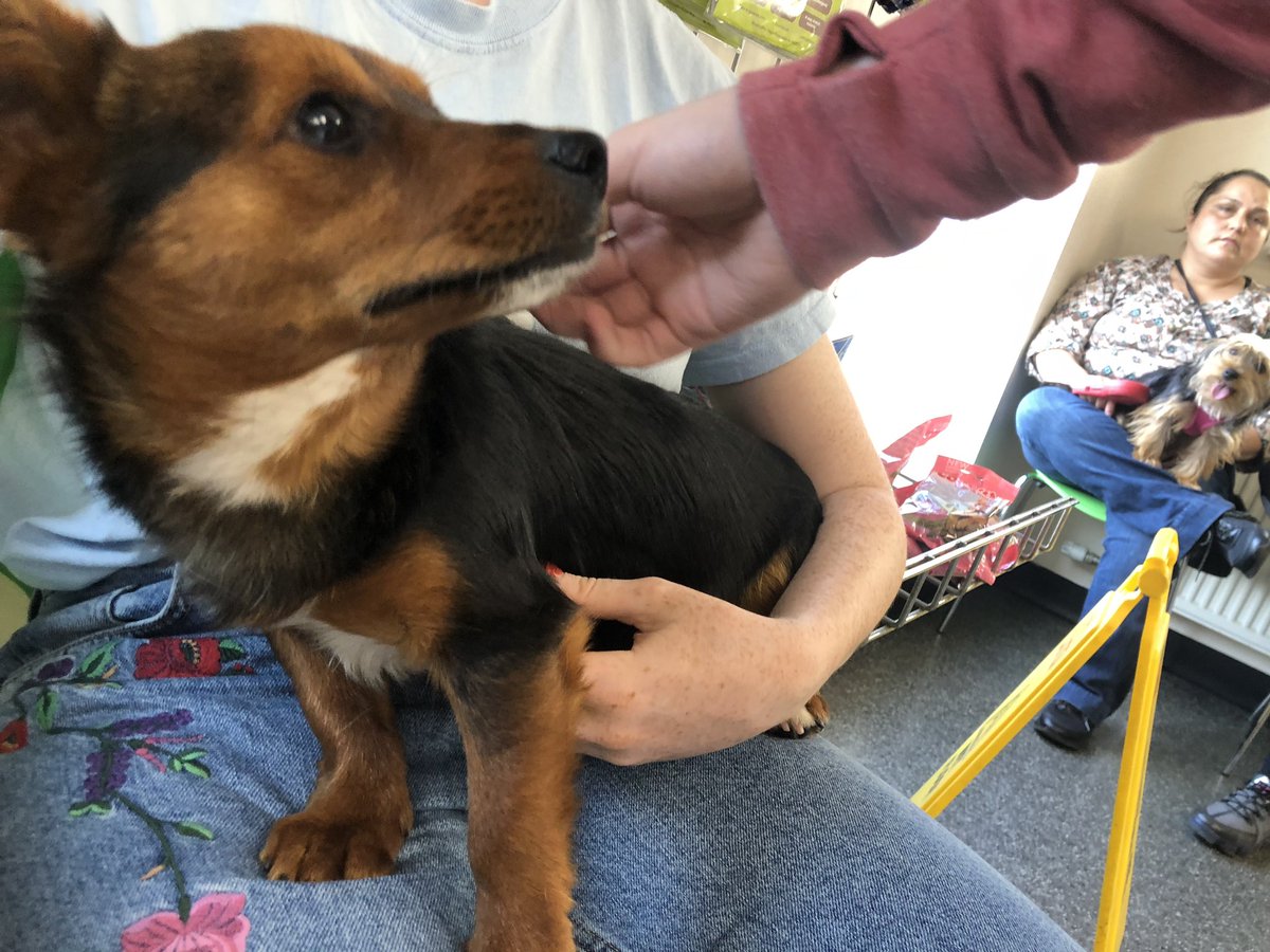 RoisinRynn's tweet photo. Dog FOUND outside National Aquatic Centre in Blanchardstown, can everyone please RETWEET https://t.co/rPeGdUGTak